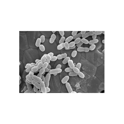 Mouth Microbes Are All the Talk in Rochester This Week