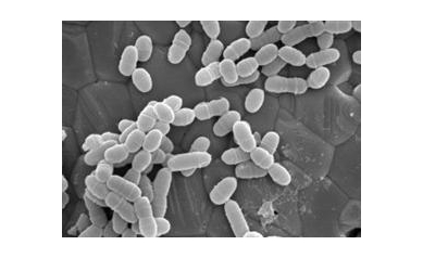 Mouth Microbes Are All the Talk in Rochester This Week