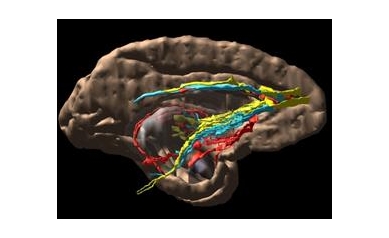 Award to Neuroscientist Boosts Mental Health Research