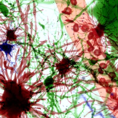 neurons and glia