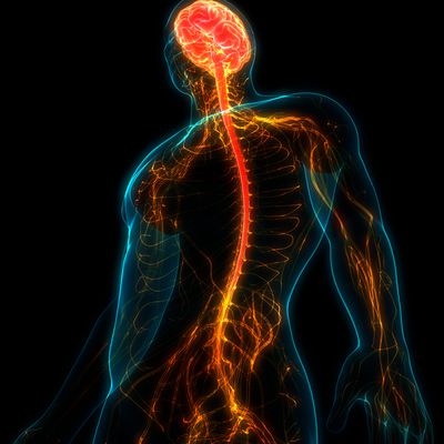 Researchers Focus on Human Cells for Spinal Cord Injury Repair