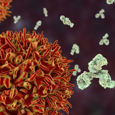 B-cell and antibodies