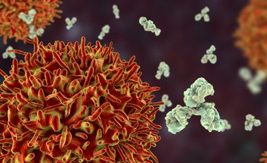 B-cell and antibodies