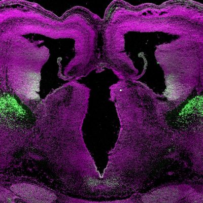 Mayer-Proschel research image