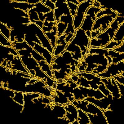 Drosophilia 1