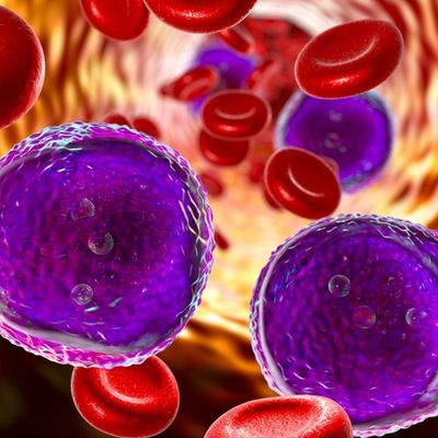 Leukemia Treatment Can Bait and Capture Cells in Hiding, Wilmot Research Shows  