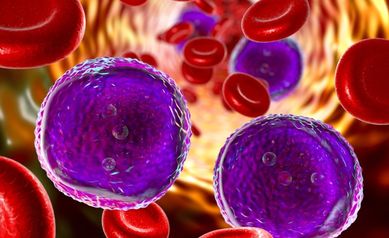 Leukemia Treatment Can Bait and Capture Cells in Hiding, Wilmot Research Shows  