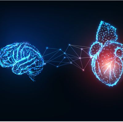 Futuristic glowing low polygonal connected human organs brain and heart on dark blue background.