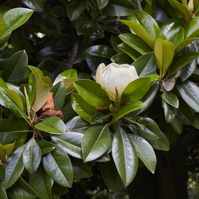 Magnolia grandiflora in bloom