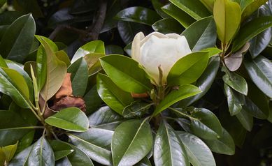 Magnolia grandiflora in bloom