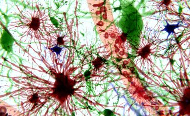 astrocytes getty