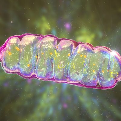 mitochondria nature aging