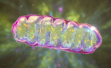 mitochondria nature aging