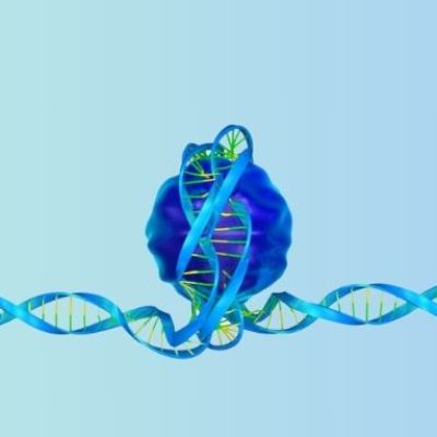Genomic Tug of War Could Boost Cancer Therapy