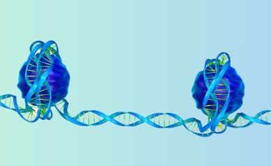 Genomic Tug of War Could Boost Cancer Therapy