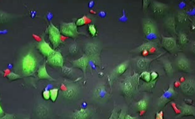 T Cells attacking tumors