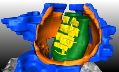 PNAS synapse