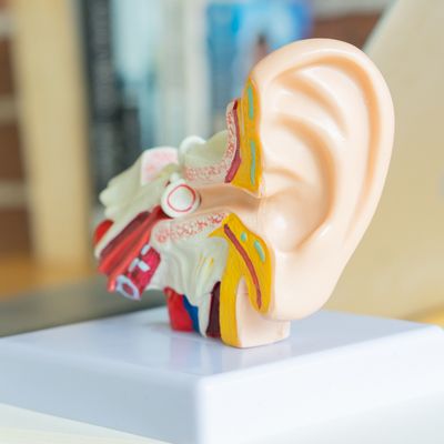 An Unexpected Doorway into the Ear Opens New Possibilities for Hearing Restoration