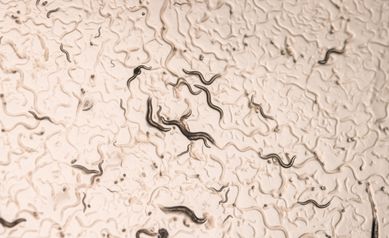 Turns out—male roundworms are picky when choosing a mate, new research finds