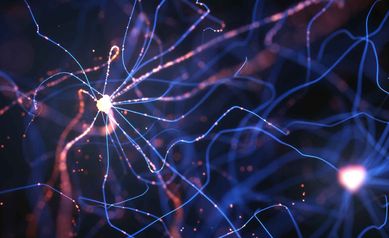 motor neurons_11zon
