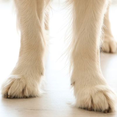Dog Bites and Kids: What to Do (and Say) If It Happens