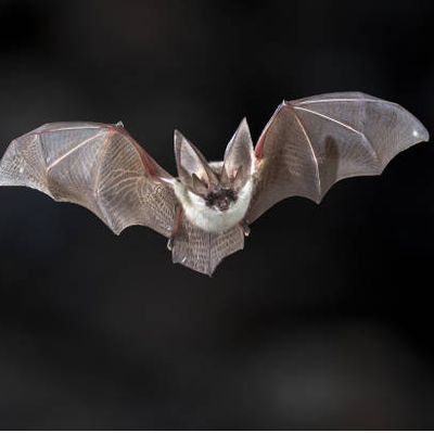 Why Don’t Bats Get Cancer? Researchers Discover Protection from Genes and Strong Immune Systems