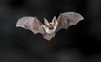 Why Don’t Bats Get Cancer? Researchers Discover Protection from Genes and Strong Immune Systems