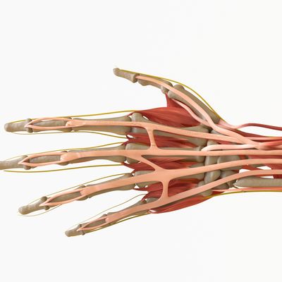 Researchers Trace a Source of Poor Tendon Healing, Retrain Cells for a Better Recovery
