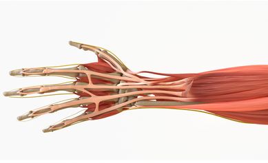 Researchers Trace a Source of Poor Tendon Healing, Retrain Cells for a Better Recovery