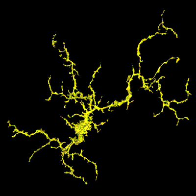 Researchers Find Brain Immune Cells Regulate Vision Health