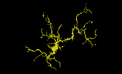 Researchers Find Brain Immune Cells Regulate Vision Health