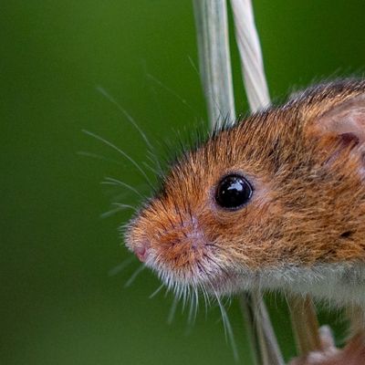 Scientists Reveal How Senses Work Together in the Brain