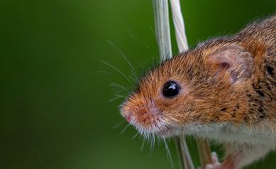 Scientists Reveal How Senses Work Together in the Brain