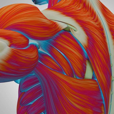 neuromuscular_11zon