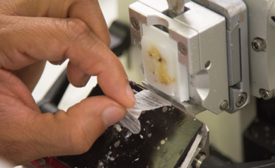 histotech program