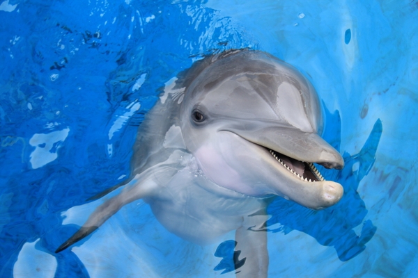Tampa Bay CityPASS: Sun, Fun and Savings