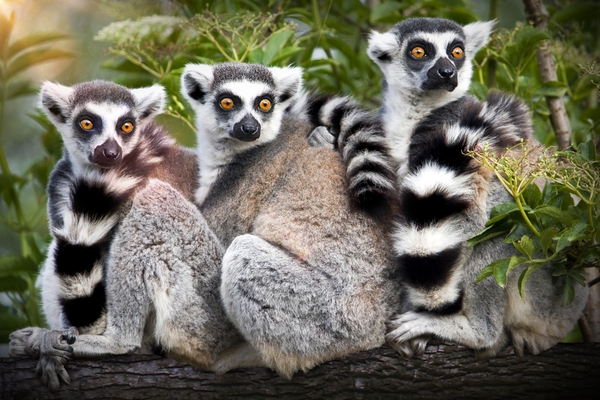FloridaAquarium_Lemurs