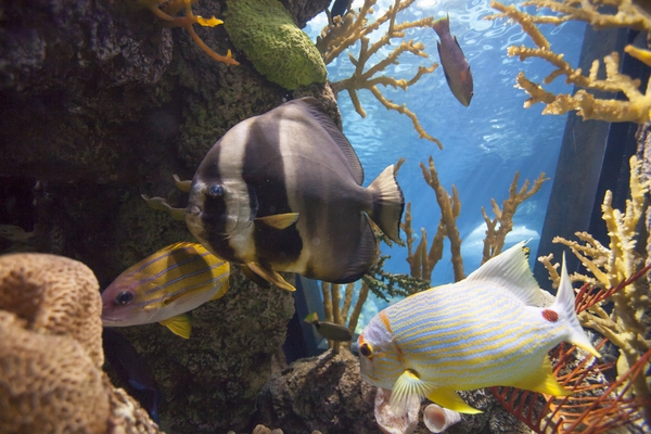 Shedd_Wild Reef Schooling Fish_IMG_9112