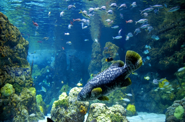 aquarium016