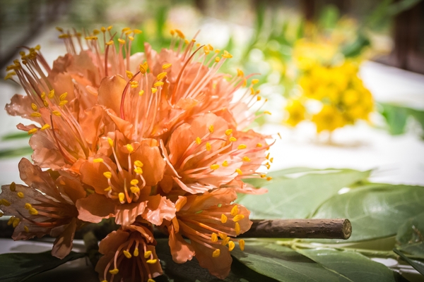 HMNH_glassflowers-1