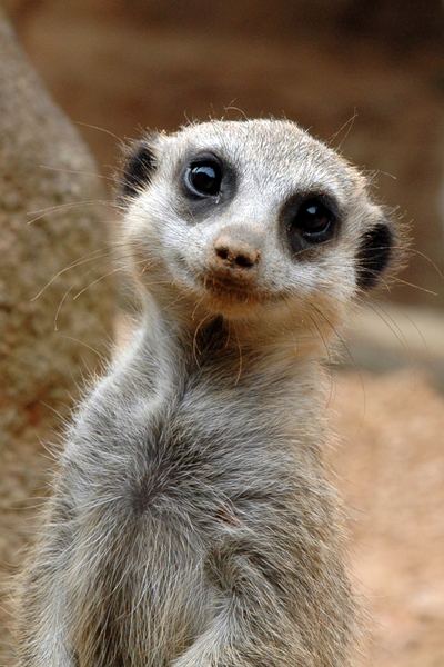 HoustonZoo_meercat