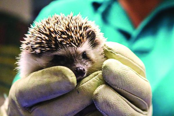 Hedgehog