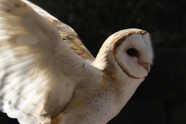 _MG_4480-Barn owl