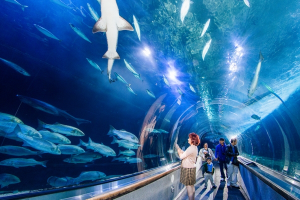 AquariumOfTheBay_tunnel