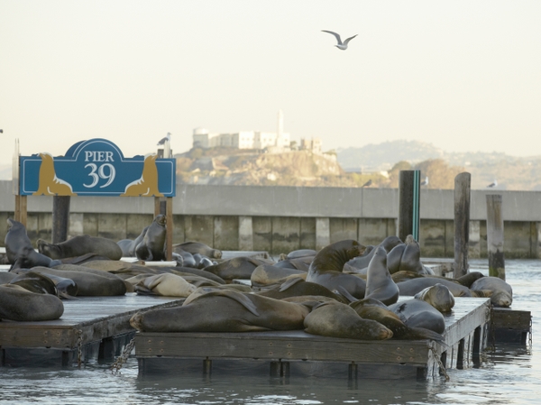 BG_PIER 39 K-Dock