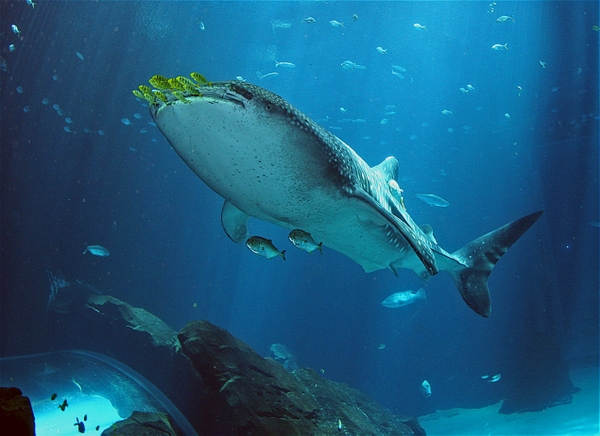 GA_whale-shark
