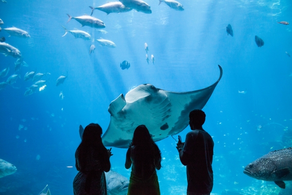 GA_manta-ray