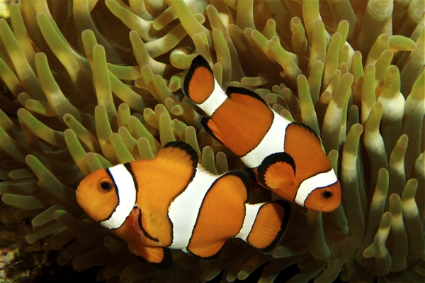 GA_clown-fish