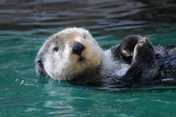 SeattleAquarium_otter
