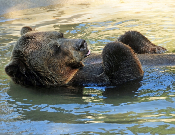 TorontoZoo_Grizzly